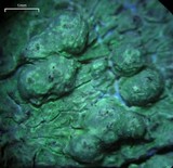 Pertusaria paratuberculifera image