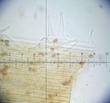 Galerina vittiformis image