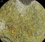 Caloplaca flavovirescens image