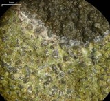 Caloplaca flavovirescens image