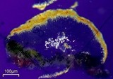 Caloplaca flavovirescens image