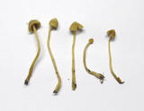 Galerina clavata image