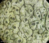 Aspicilia cinerea image