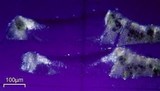 Aspicilia cinerea image