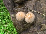 Panaeolus antillarum image