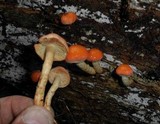 Pholiota astragalina image