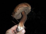 Tylopilus porphyrosporus image