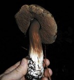 Tylopilus porphyrosporus image