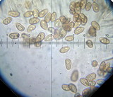 Galerina clavata image