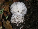 Amanita silvicola image