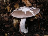 Amanita sect. Vaginatae image