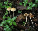 Galerina clavata image