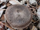 Tricholoma terreum image