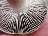 Tricholoma terreum image