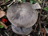 Tricholoma terreum image
