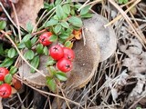 Tricholoma terreum image