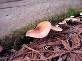 Tricholomopsis rutilans image