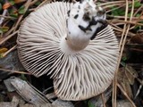 Tricholoma terreum image
