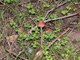 Psathyrella longipes image