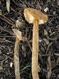 Battarrea phalloides image