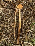 Battarrea phalloides image