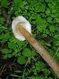 Battarrea phalloides image