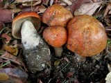 Leccinum manzanitae image