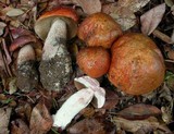Leccinum manzanitae image