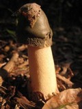 Phallus ravenelii image
