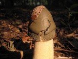 Phallus ravenelii image