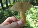 Lactarius volemus image