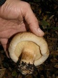 Paxillus involutus image