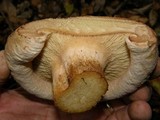 Paxillus involutus image