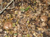 Paxillus involutus image