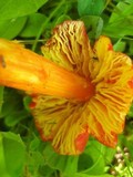 Hygrocybe punicea image