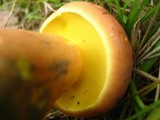 Boletus sensibilis image