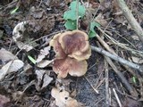 Boletinellus merulioides image