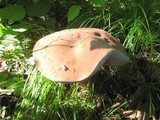 Tylopilus violatinctus image