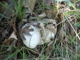 Lactarius subvellereus image