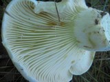 Lactarius subvellereus image