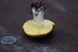 Floccularia albolanaripes image