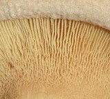 Paxillus involutus image
