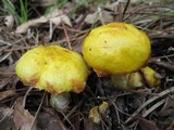 Suillus americanus image