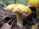 Suillus americanus image