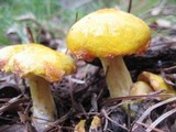 Suillus americanus image