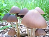Parasola conopilea image