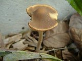 Psathyrella corrugis image