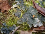 Peltigera membranacea image