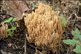 Ramaria stricta image