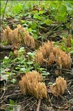 Ramaria stricta image